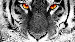Check spelling or type a new query. White Tiger With Red Eyes Tiger Images Tiger Pictures Tiger Wallpaper