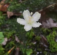 Image result for Rhynchosia torrei