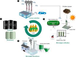 Film suzana hot panass bnget. Life Cycle Evaluation Of Microalgae Biofuels Production Effect Of Cultivation System On Energy Carbon Emission And Cost Balance Analysis Science Of The Total Environment X Mol