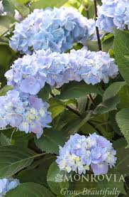 Image result for Hydrangea