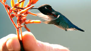 Among these, some are world's smallest bird species which we have listed in this video. Ten Fun Facts About The World S Smallest Bird Cuba S Bee Hummingbird Cuba Direct