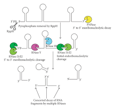Rpph ini disusun dan dibuat sebagai salah satu syarat untuk mengikuti kegiatan simulasi mengajar pada seleksi calon guru penggerak angkatan 4. When Ribonucleases Come Into Play In Pathogens A Survey Of Gram Positive Bacteria Abstract Europe Pmc