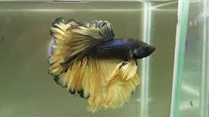 These pictures were taken by our team here, they may not show all the metallic colors as nicely as a professional picture by dr. For Sale Mustard Gas Rosetail Halfmoon Betta Male Bday22 Siamese Fighting Fish Bday2018 Youtube