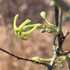 Image result for Trochomeria macrocarpa