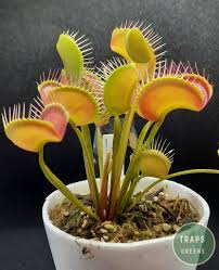 Get maa full form and full name in details. Traps Greens Our Vft Dingley Giant Facebook