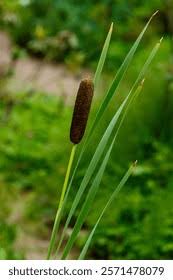 Image result for Typhaceae