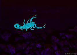 When you order $25.00 of eligible items sold or fulfilled by amazon. Arizona Bark Scorpion Under Uv Light By Stephen Philips Jungledragon