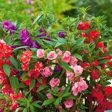 Image result for Impatiens salpinx