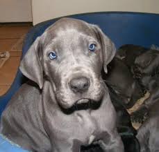 In home family breeder of akc great dane puppies. Blue Eyed Puppy Imgur