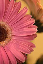 Gerbera Iv Beautiful Flowers Wallpapers Beautiful Landscape Wallpaper Flower Canvas