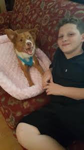 We did not find results for: Yesterday We Adopted A Shelter Dog 2 Years Old Some Type Of Long Hair Chihuahua Mix She Was Fixed Yesterday Morning She Did Not Eat Petcoach