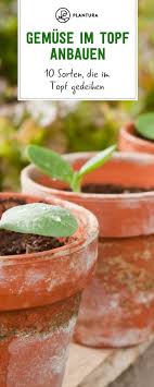 Gemuse Im Topf Anbauen Die 10 Besten Sorten Gemuse Pflanzen Gemuse Anbauen Und Gemuse Anpflanzen