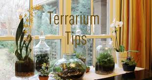 Terrarium Tips Terraria Tips Terrarium Succulent Terrarium