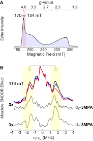 Improved resolution of 3-mercaptopropionate dioxygenase active site  provided by ENDOR spectroscopy offers insight into catalytic mechanism -  Journal of Biological Chemistry