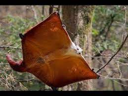 Individuals can grow to 410 mm. Red Giant Flying Squirrel Alchetron The Free Social Encyclopedia