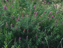 Image result for Spiraea douglasii