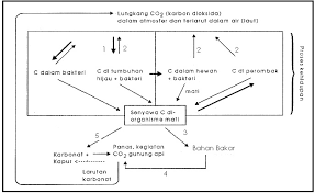 Pengertian tahapan proses dan ilustrasi beserta contohnya secara lengkap. Soal Un Biologi Soal Prediksi Biologi Meandbiology