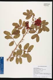 Image result for Triraphis schinzii