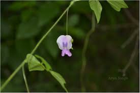 Image result for Dolichos trilobus