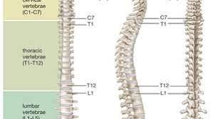Everyone wants to change the world, but not always for the better. Vertebral Column Anatomy Function Britannica