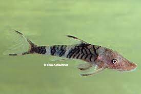 This genus includes two species, n. Nannoptopoma Sp Peru L Wels Datenbank Welsfans