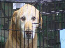 Today, american humane and chicken soup for the soul made a special delivery of food and love to the sbk animal control center in kingsport, tennessee. Residents Dumping Dogs At Locked Animal Shelter S Gates
