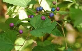 Check spelling or type a new query. Porcelainberry University Of Maryland Extension