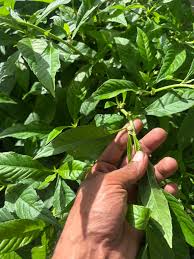 Image result for Struchium