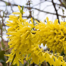 Forsythia is a spring flowering shrub that's easy to propagate. Forsythia Maree D Or Goldglockchen Baumschule Nielsen