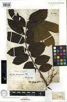 Image result for Cnestis