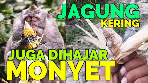 Membasmi hama monyet menggunakan bahan kimia. Mengatasi Serangan Monyet Di Kebun Jagung Youtube