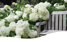 Looking for the perfect pop of color and texture for your shade garden? Planting In Shade Ted Lare Design Build