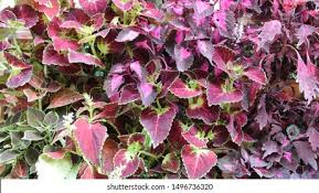 Pokok kacip fatimah episod 38 rahsia ingin menambahkan tenaga batin. Coleus Blumei Know Pokok Atiati Malaysia Stock Photo Edit Now 1496736320