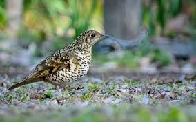 Image result for トラツグミ