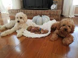 Mini Petite Goldendoodles For Sale Copper Oaks Goldendoodles Goldendoodle Doodle Puppy Goldendoodle Puppy