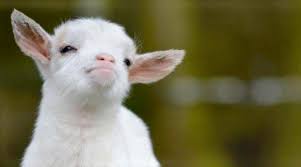 Find the newest goat meme meme. Create Meme Goat Pictures Meme Arsenal Com