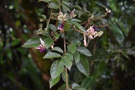 Image result for Millettia dura