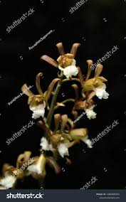 Image result for Eulophia petersii