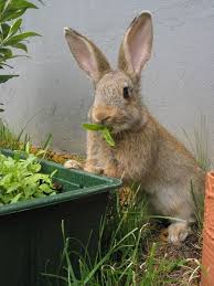 We see very few rabbits here, but we are in a rural area with many foxes, coyotes and cougar. Rabbits And Deer Won T Eat These Flowers Shrubs Herbs And Trees Big Blog Of Gardening