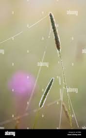 Image result for Isachne kiyalaensis