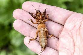 Improper mowing and excessive watering can lead to perfect conditions for the appearance and development of a mole cricket infestation. How To Deal With Mole Cricket Is It Dangerous Mystargarden
