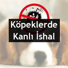 Kopeklerde Kanli Ishal Hastaligi Kanka Kopek