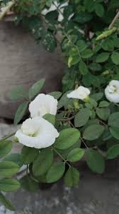 Image result for Barleria tanzaniana