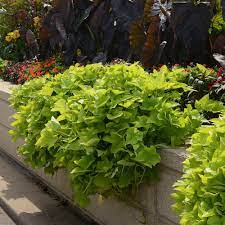 Bright lights bronze ipomoea plant (sweet potato vine) price: Marguerite Ipomoea Plant Sweet Potato Vine Free Shipping