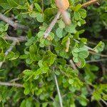 Image result for Haplocoelum