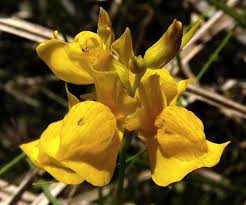 Image result for Utricularia tortilis