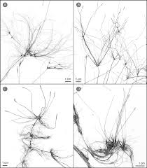 Image result for Eleocharis naumanniana