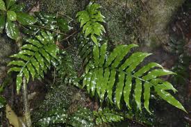 Image result for Lomariopsis warneckei