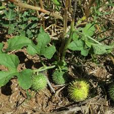 Image result for Cucumis anguria
