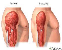 Prevent Muscle Loss Genetic Optimization